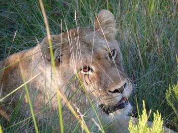 P1020465_Pumba.JPG
10.03.2007
