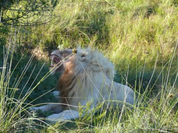 P1020485_Pumba.JPG
10.03.2007
