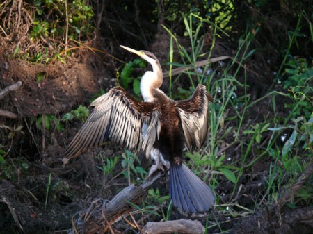 P1070736-Kakadu.JPG
16.04.2008
