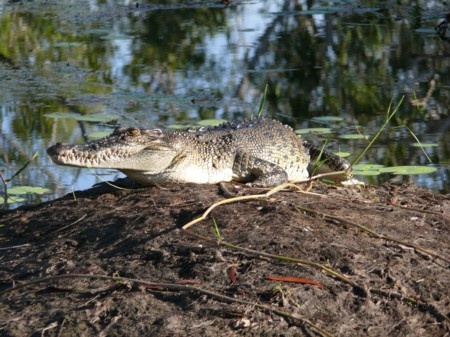 P1070797-Kakadu.JPG
16.04.2008
