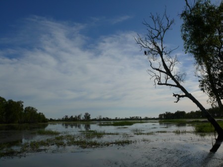 P1070819-Kakadu.JPG
16.04.2008
